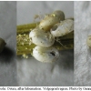 thym lineola ovum3 volg1